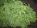 Gyokuryu Japanese Cedar / Cryptomeria japonica 